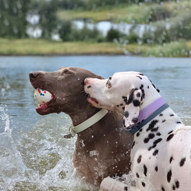 Ways to keep your pet cool and refreshed during these hot summer days