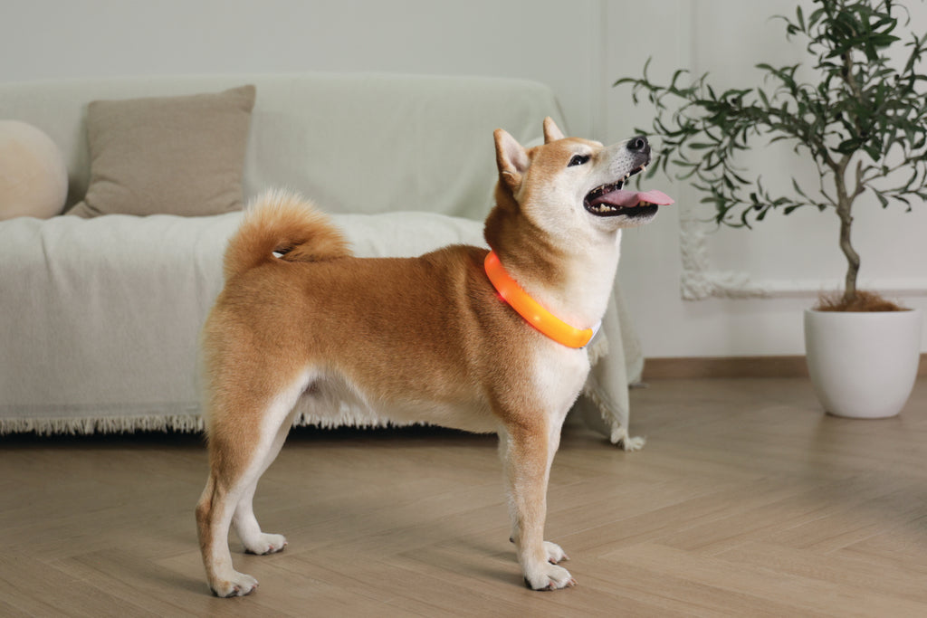 FLASH LED rechargeable collar Orange