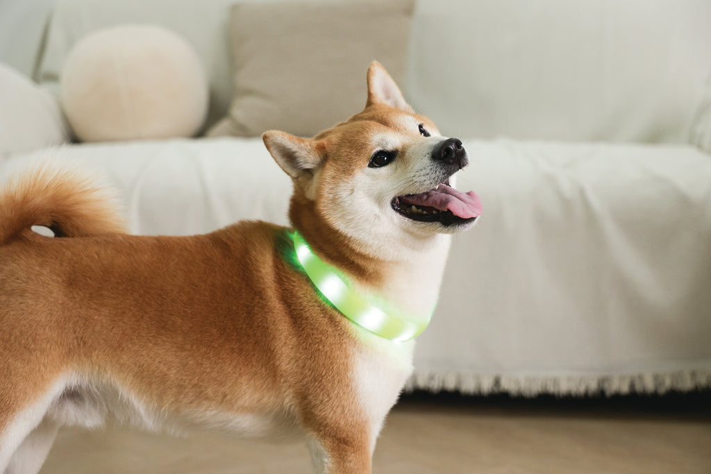 FLASH LED rechargeable collar Green