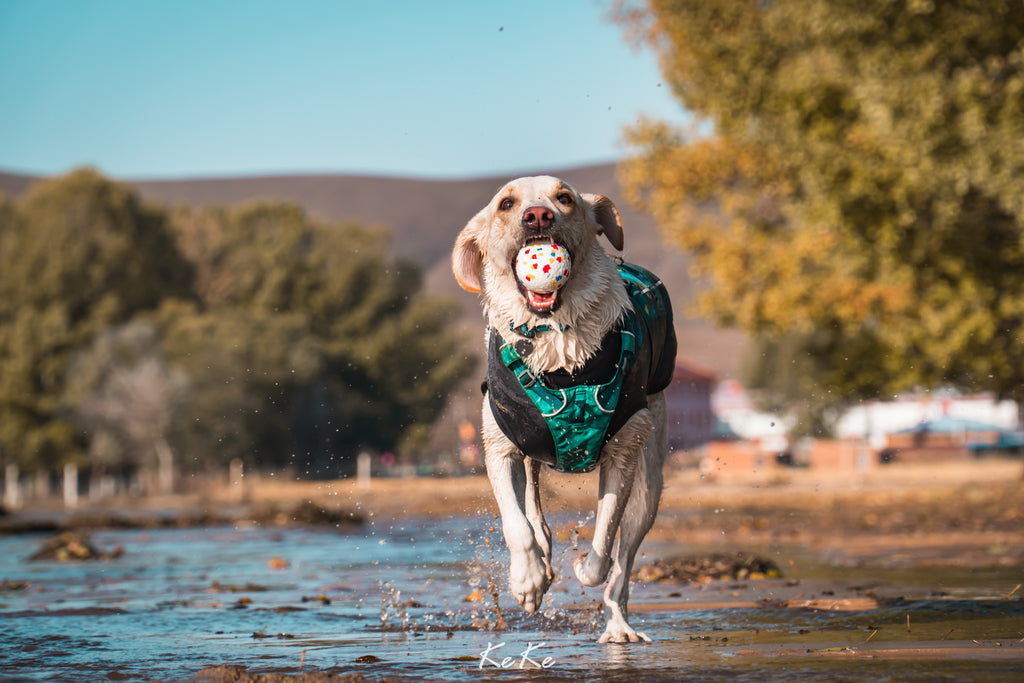 BLOOM BALL - Mixed color