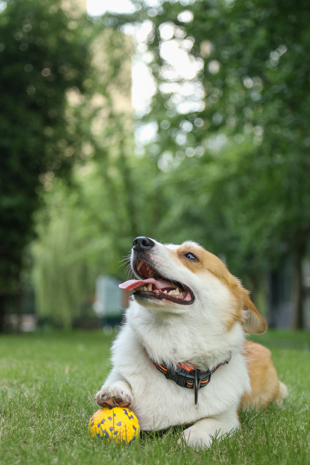 BLOOM BALL - Yellow & Gray