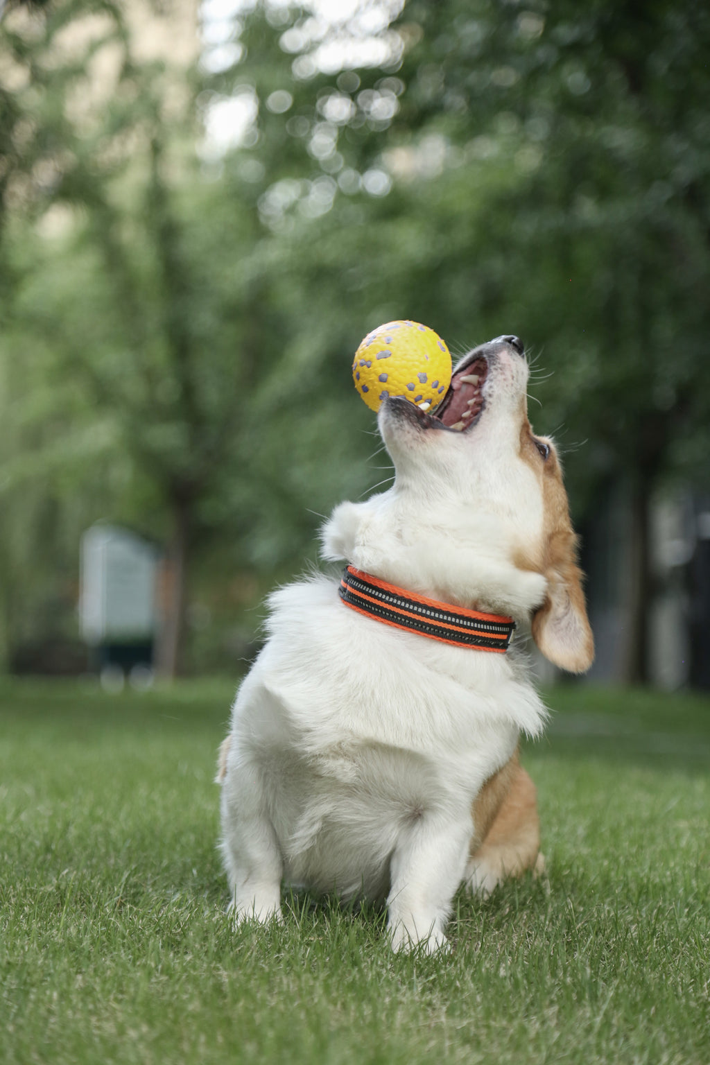 BLOOM BALL - Yellow & Gray