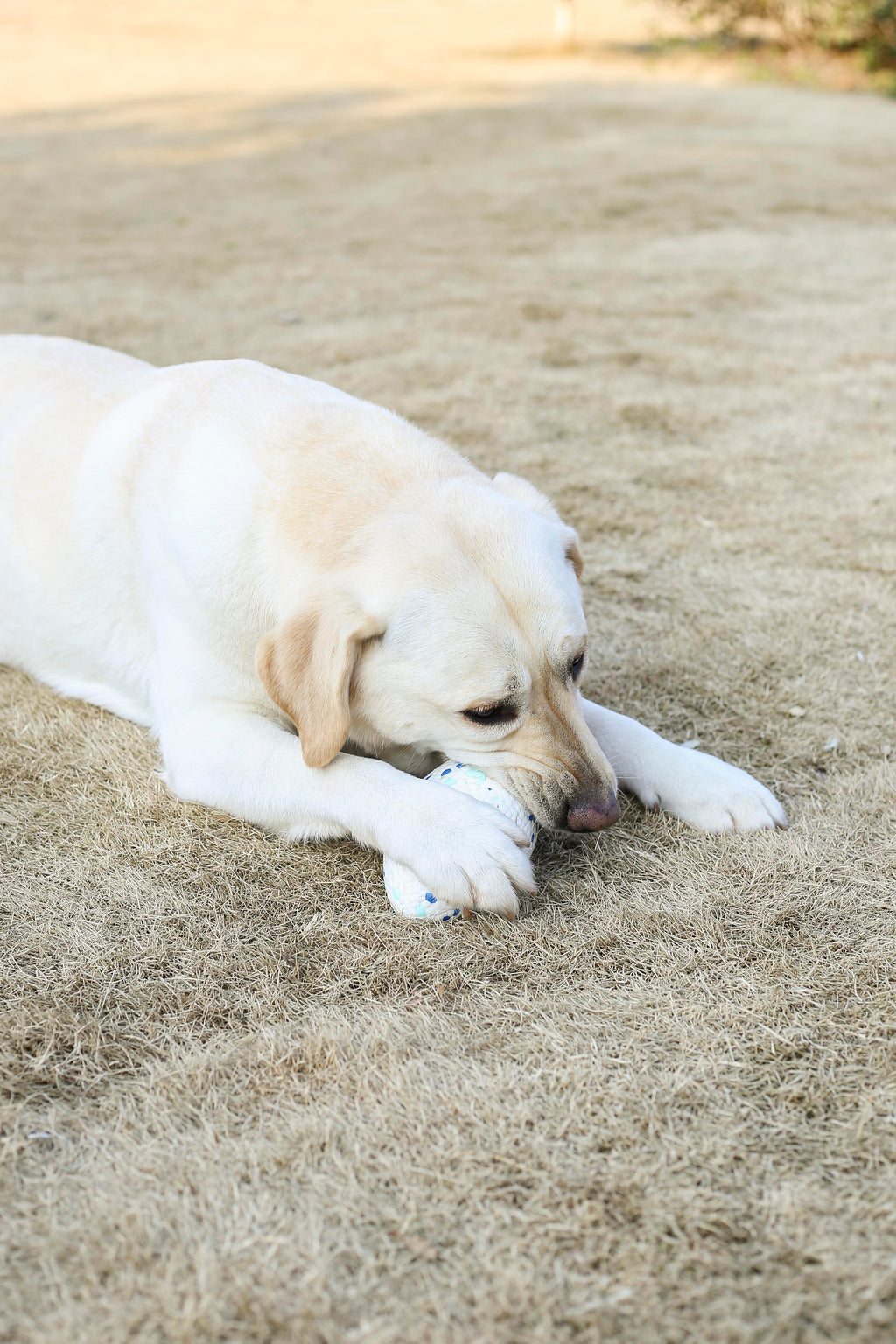 BLOOM Rugby Blue & White