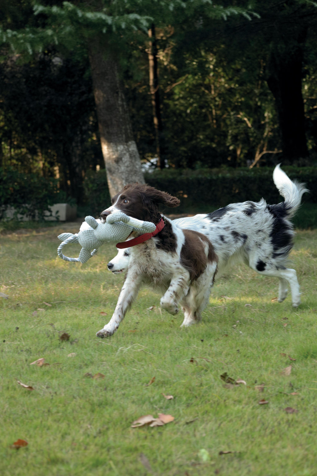 Chewtopia ECO Dog Toy - Rabbit