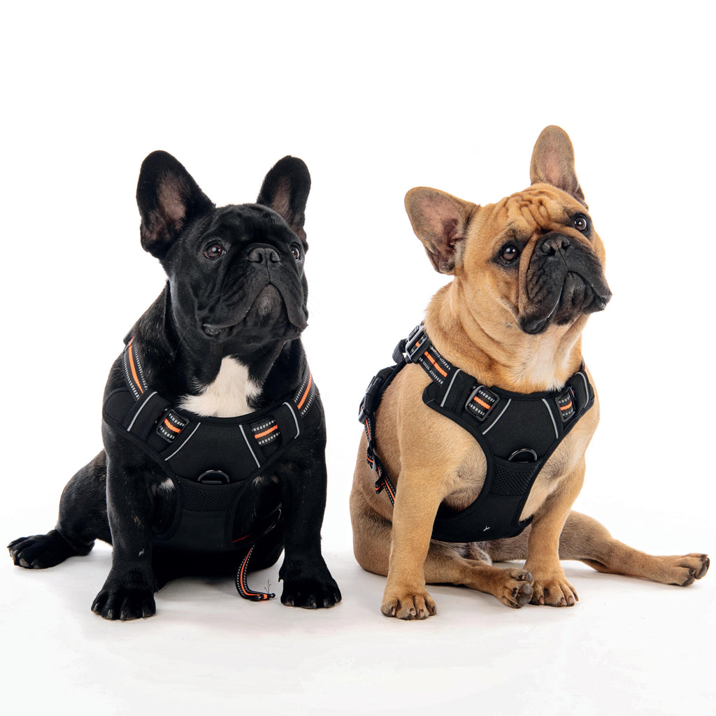 HIKING Harness Orange