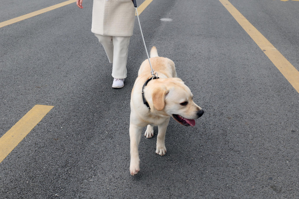 CHAIN Leash 3 mm-120