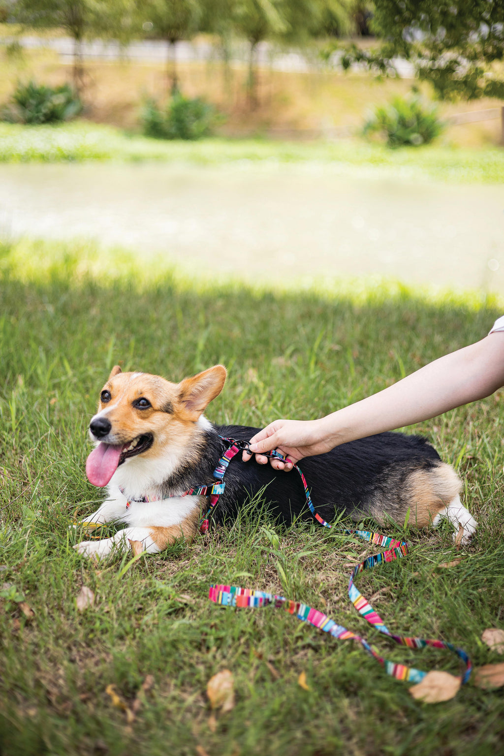 URBAN STYLE Jazz Stripes Leash