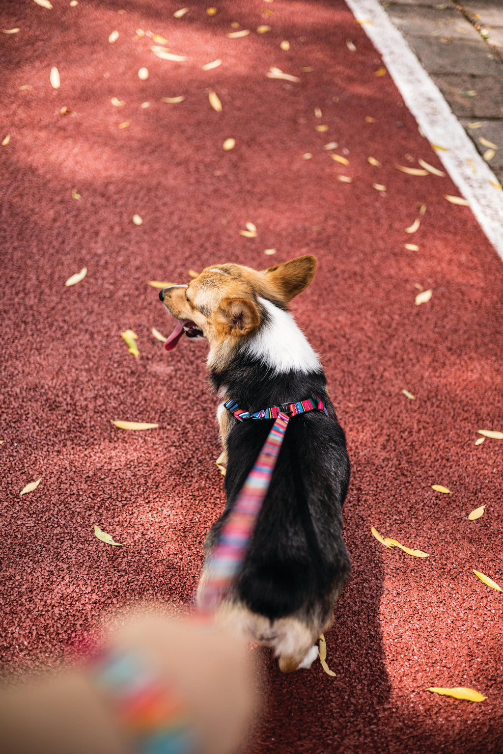 URBAN STYLE Jazz Stripes Harness