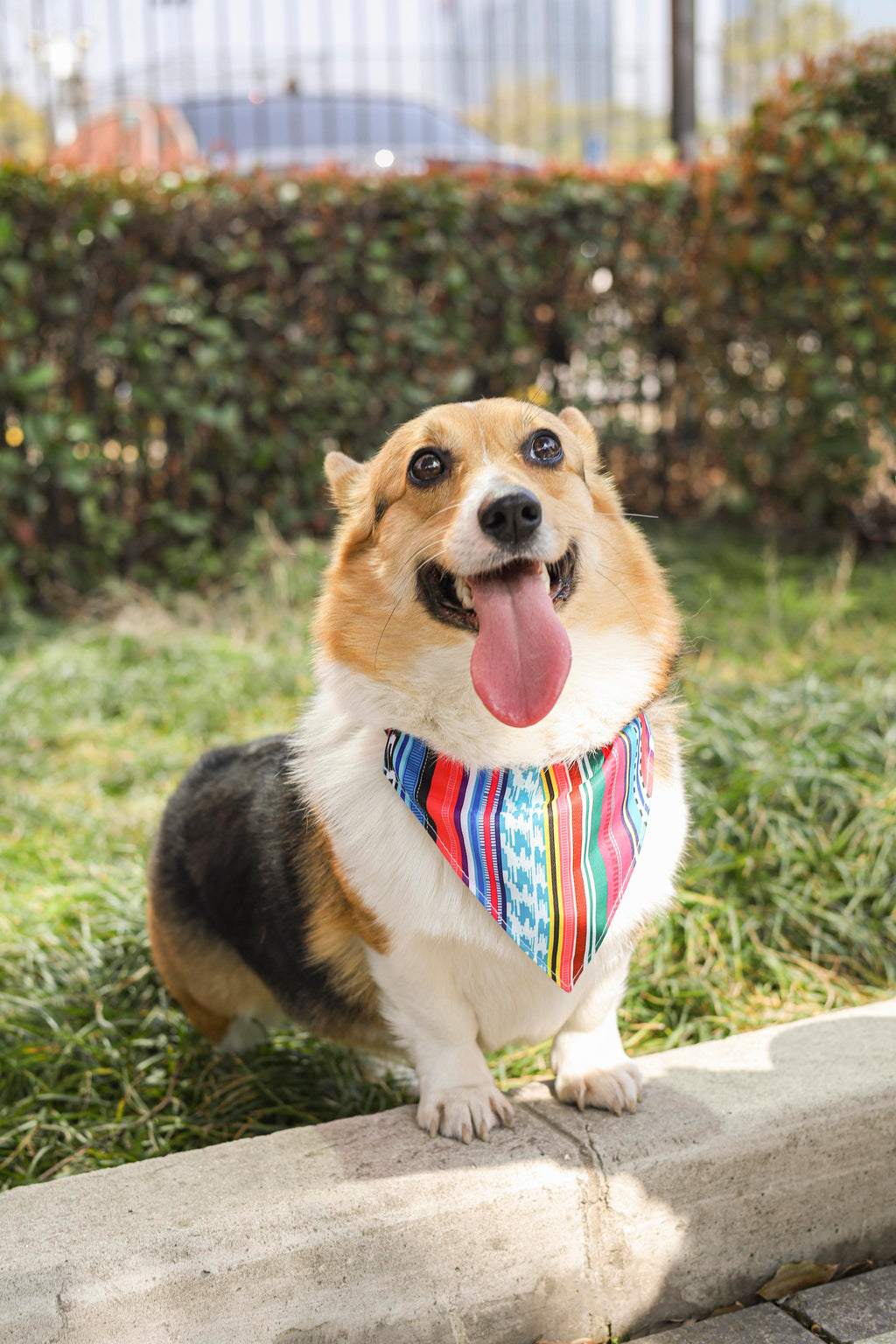 URBAN STYLE Jazz Stripes Bandana Collar