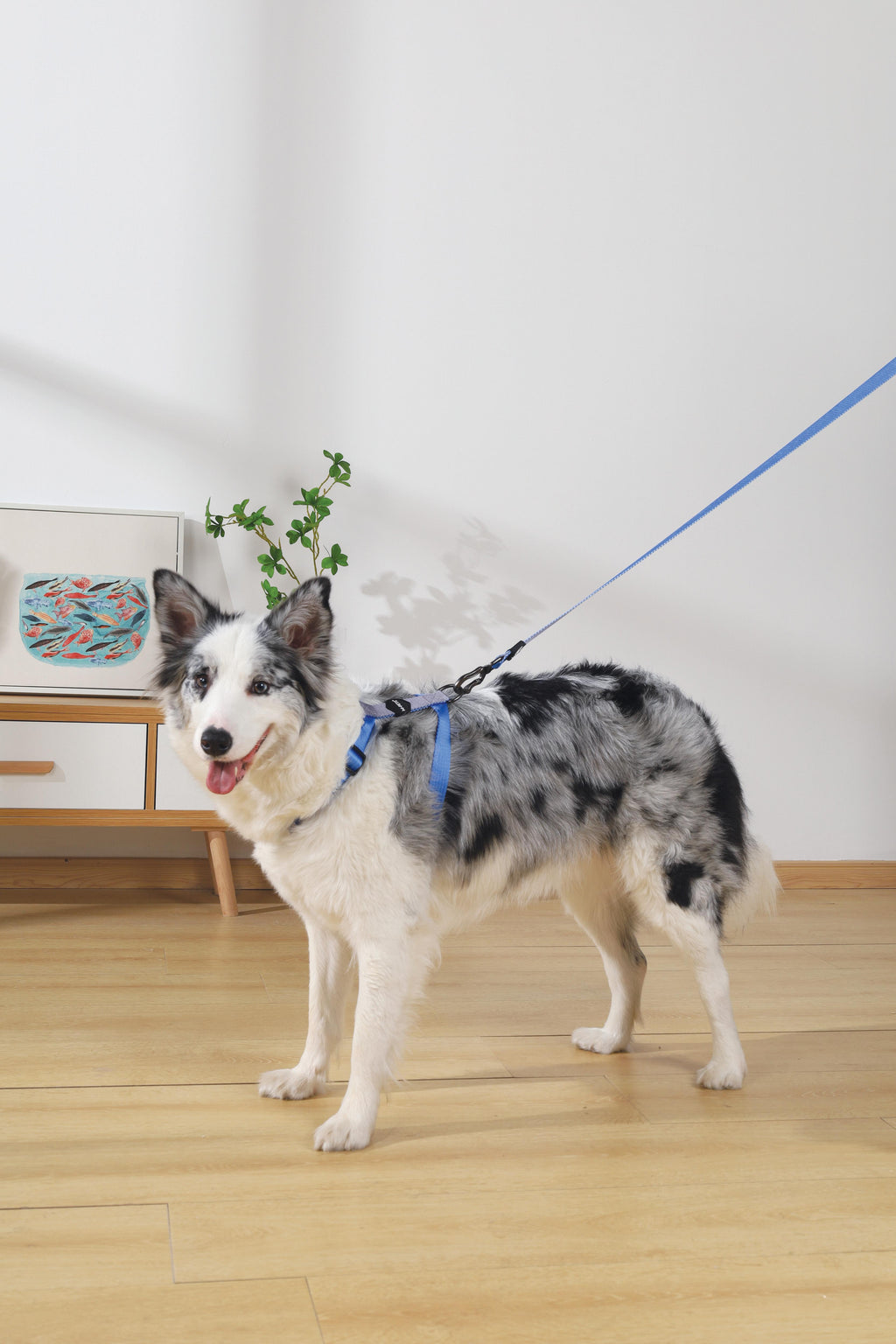 GENTLE DOG Leash Blue
