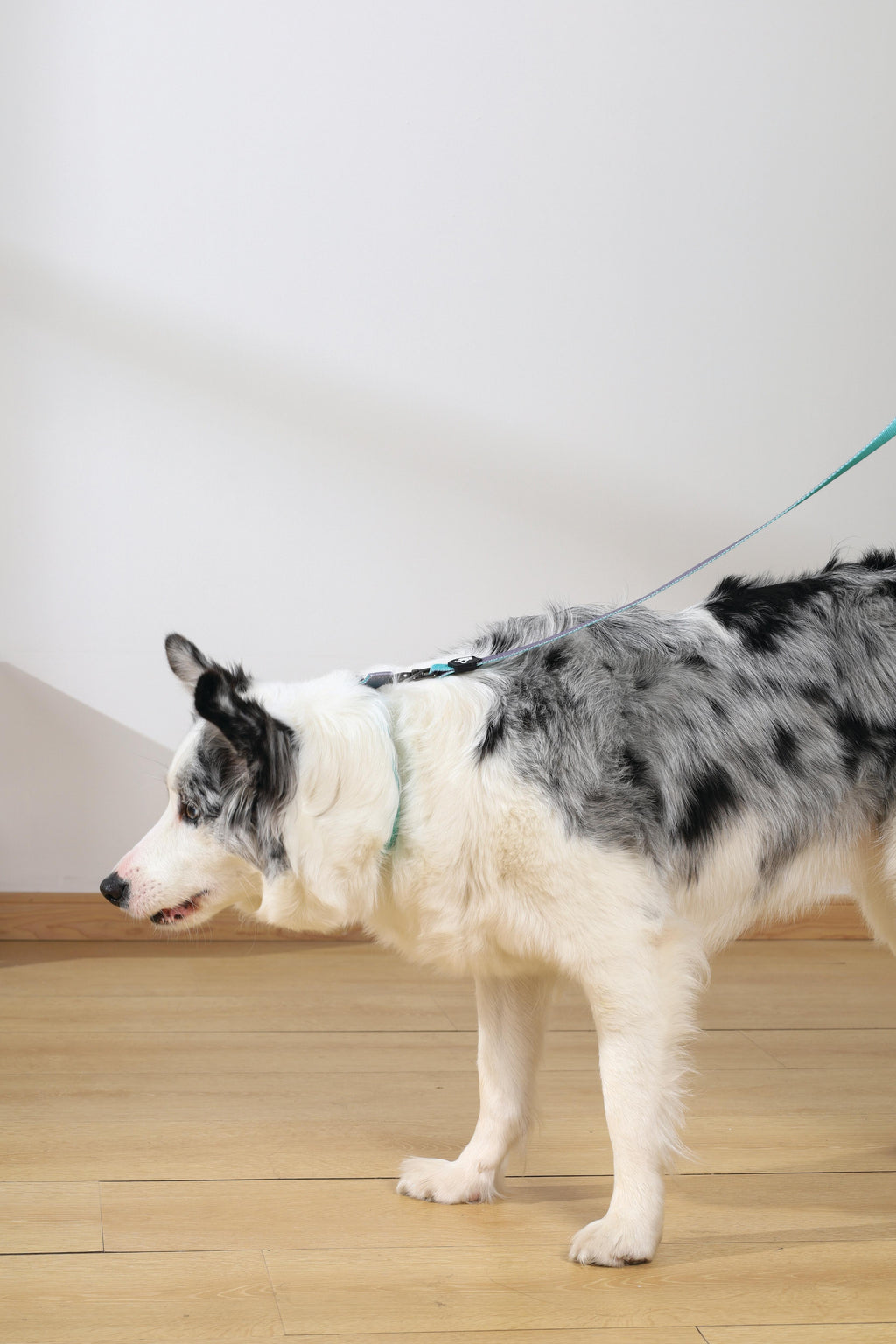 GENTLE DOG Leash Green