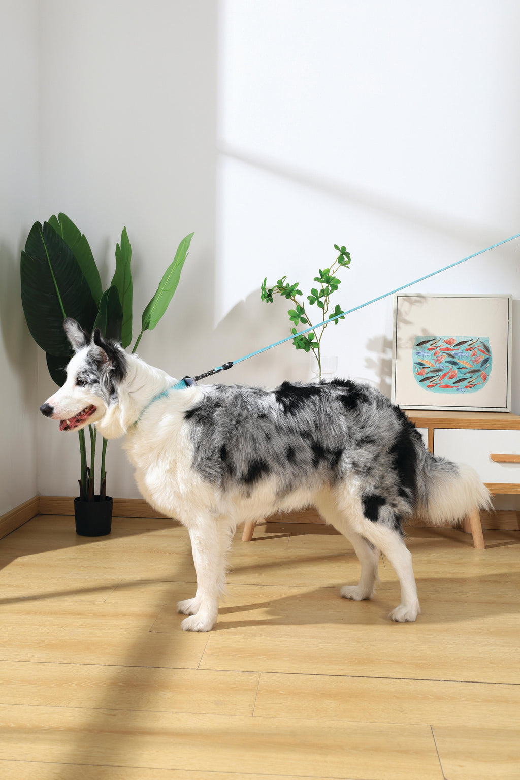 GENTLE DOG Padded Collar Green