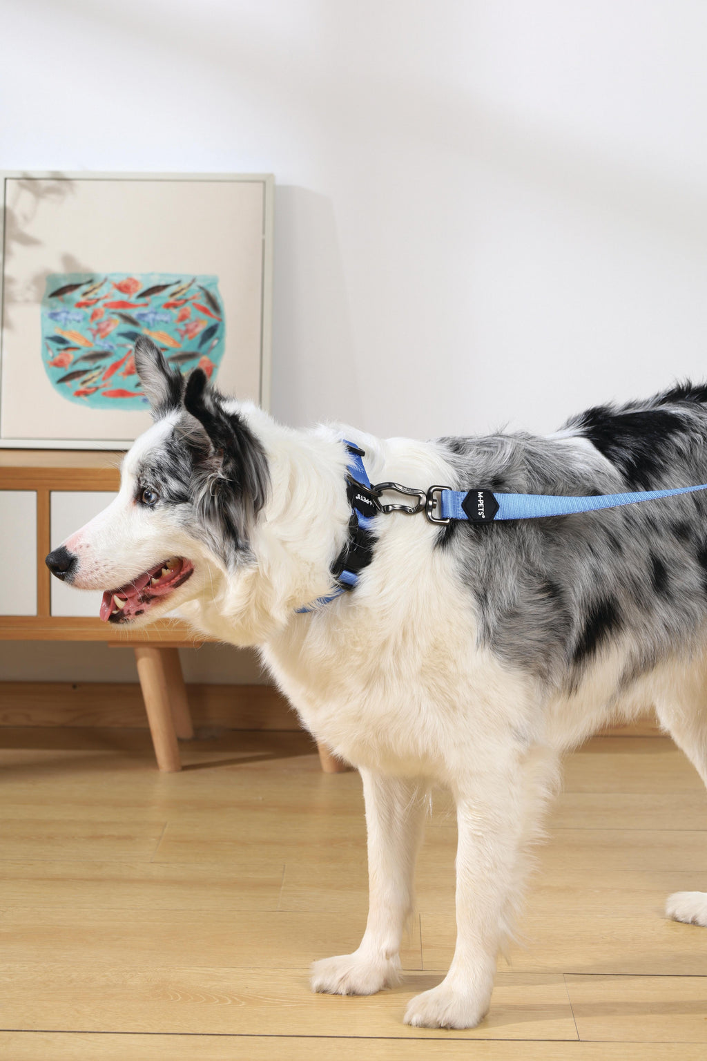 GENTLE DOG Collar Blue