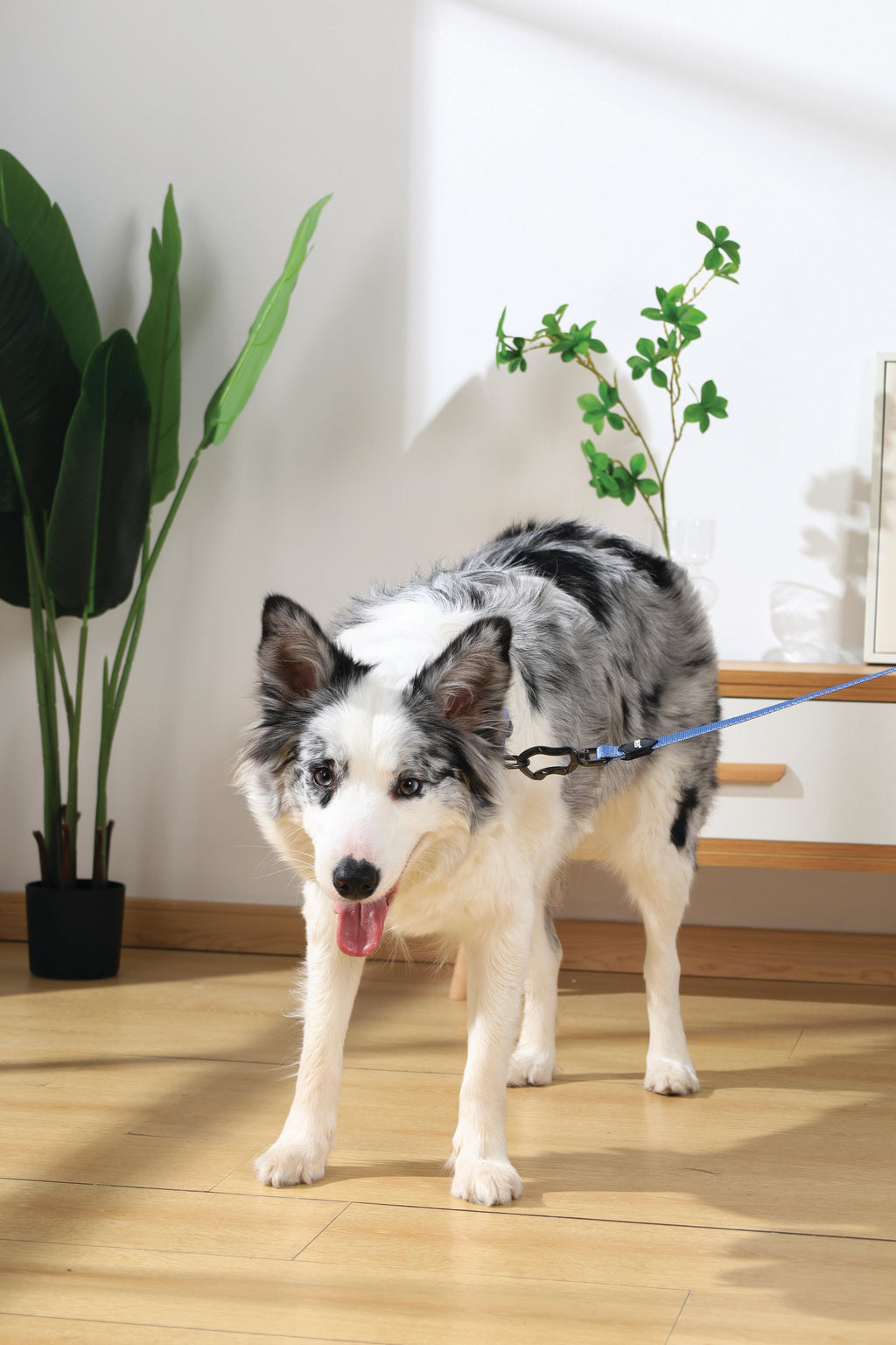 GENTLE DOG Collar Blue