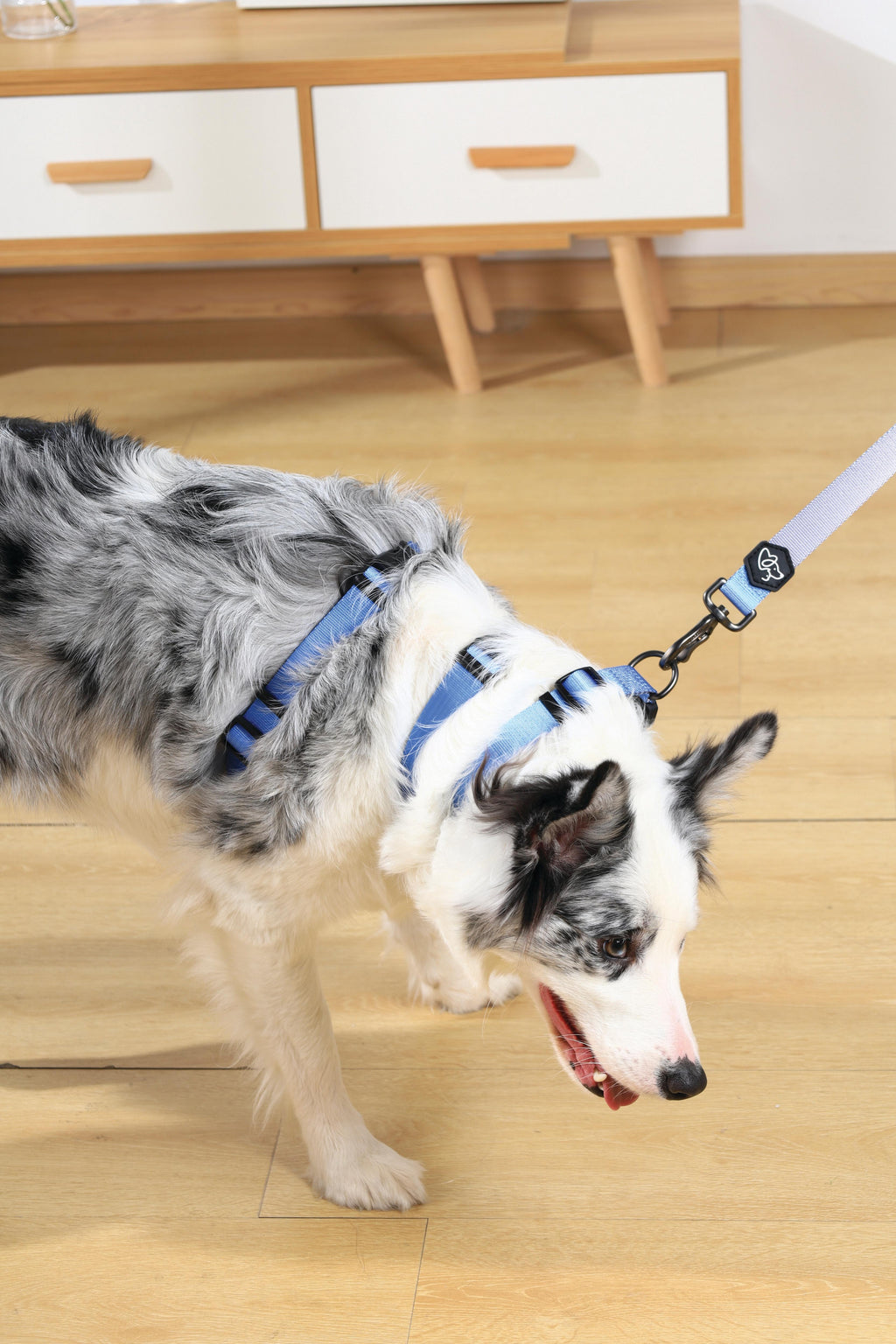 GENTLE DOG Collar Blue