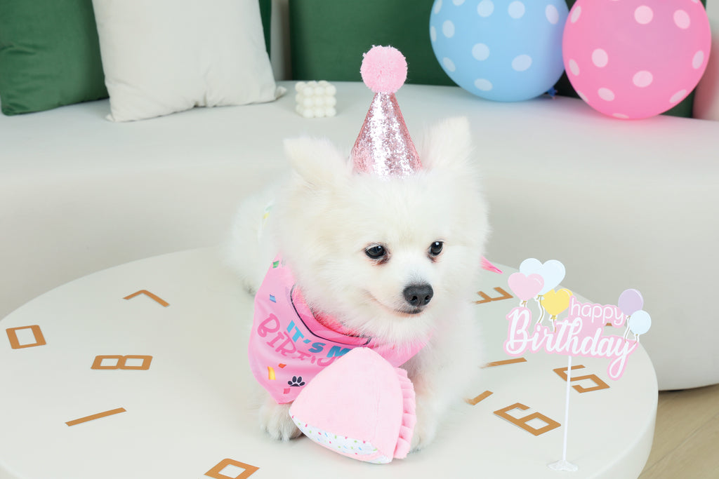 PARTY TIME DOG Lady's set