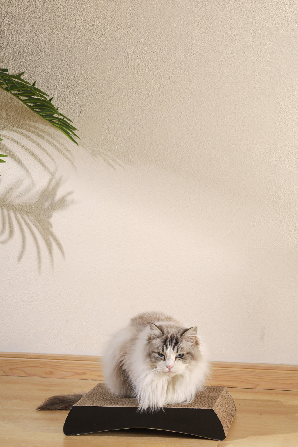 Mon chat grattoir en carton KANSAS