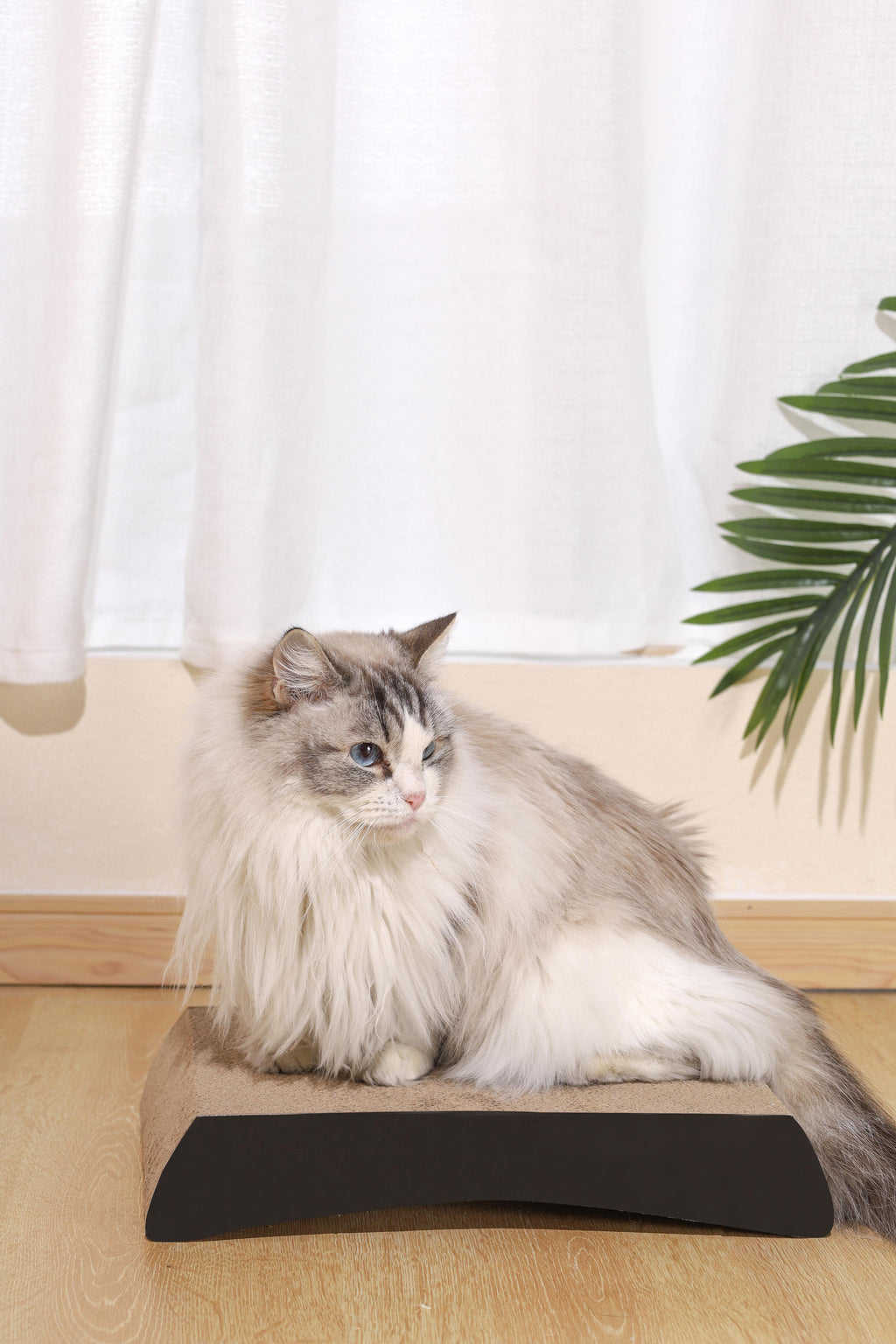 Mon chat grattoir en carton KANSAS