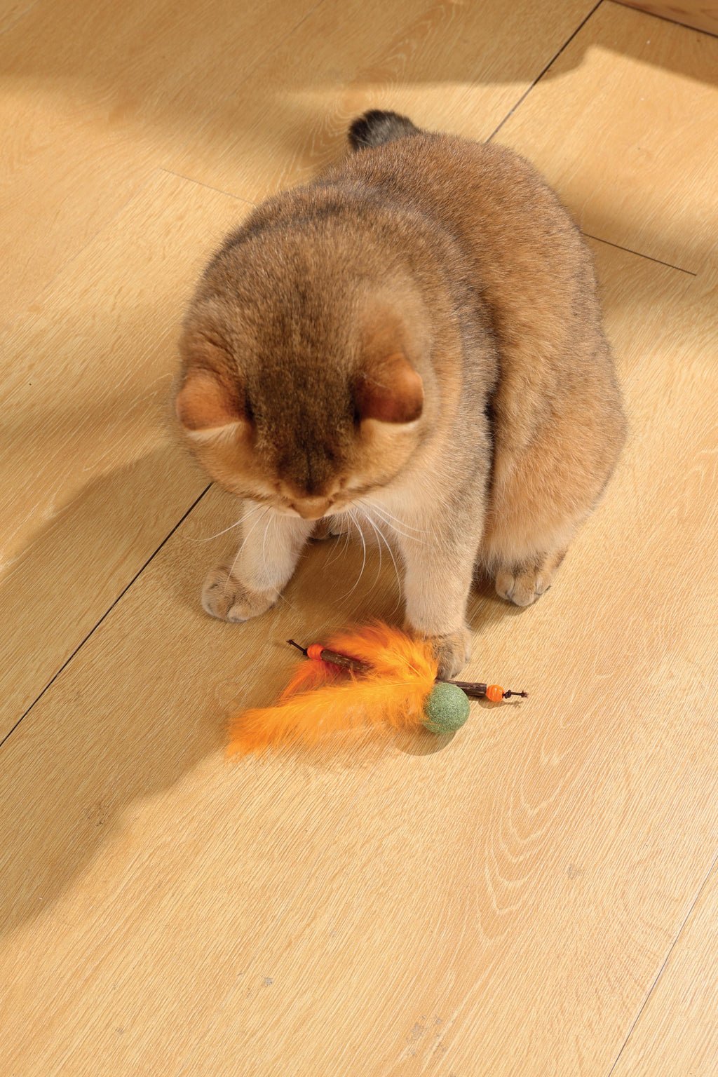 CHARMY Catnip Toy - BUGBEAR Orange