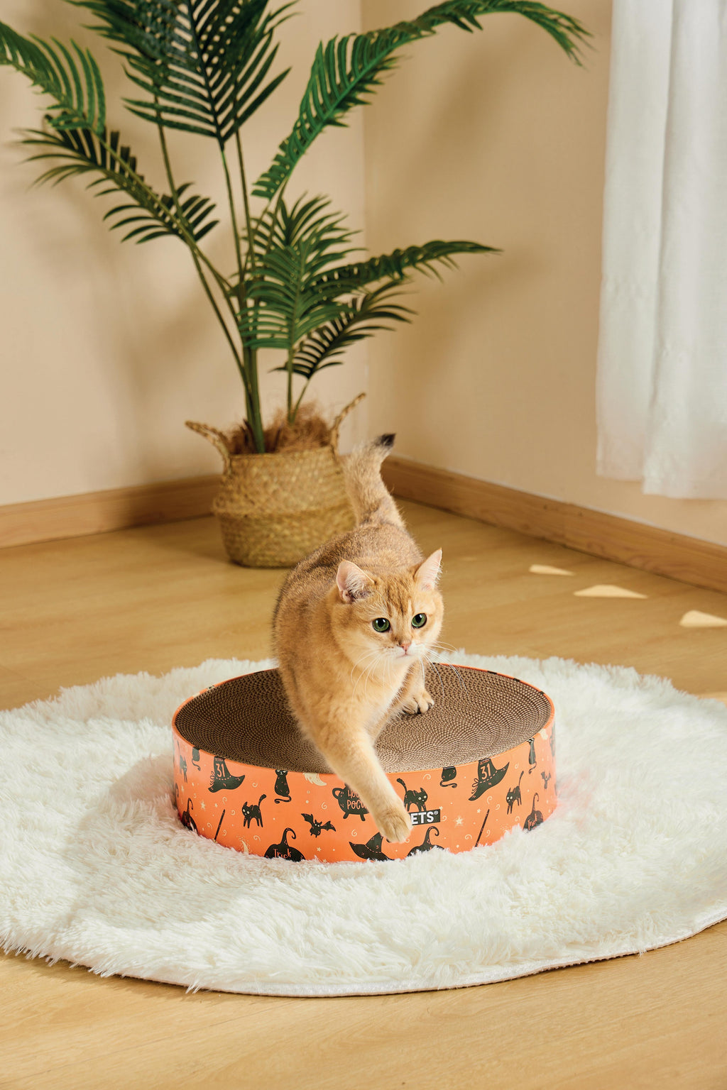Halloween Cat Scratcher - Mystic mix