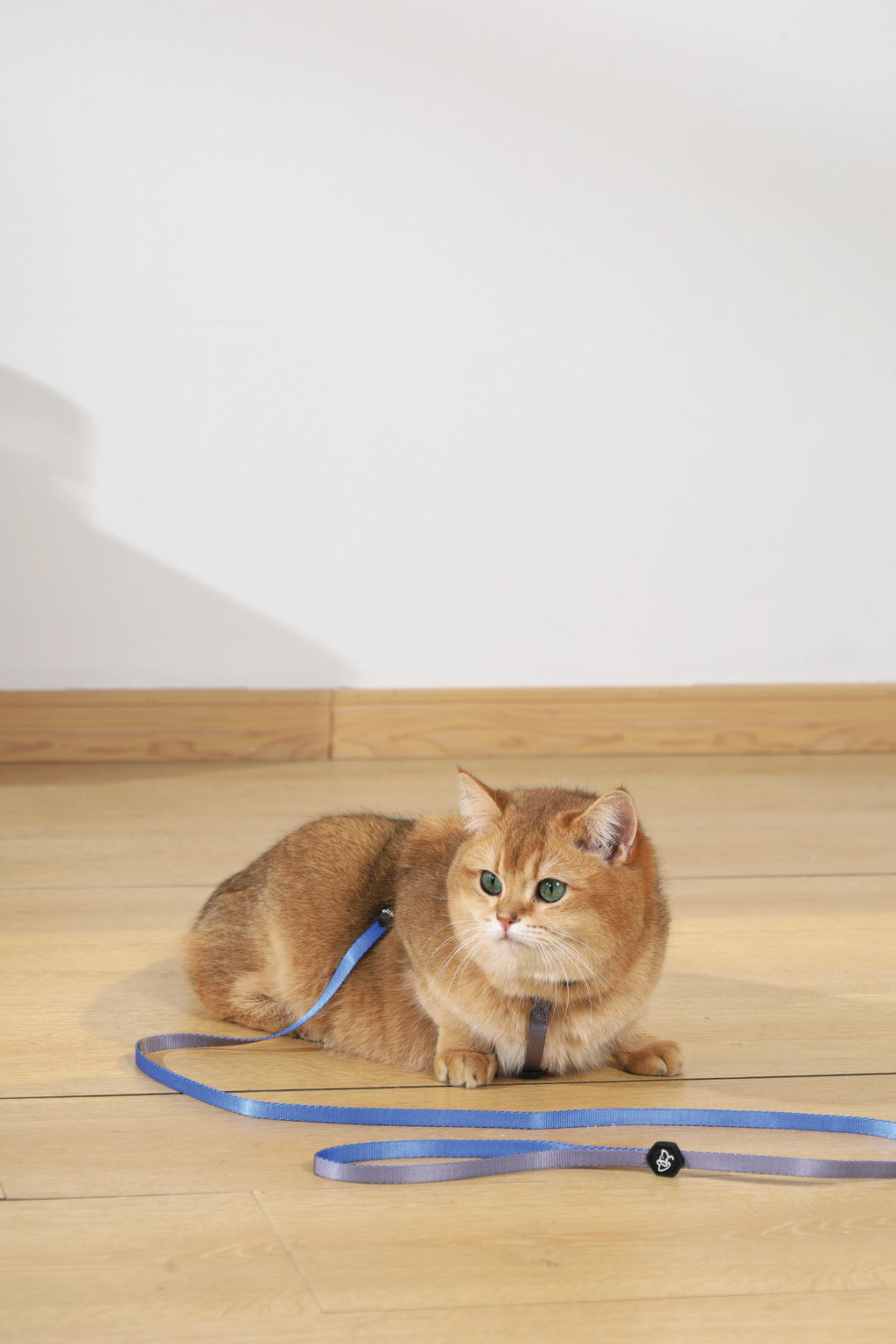 GENTLE CAT Collar Azure Blue