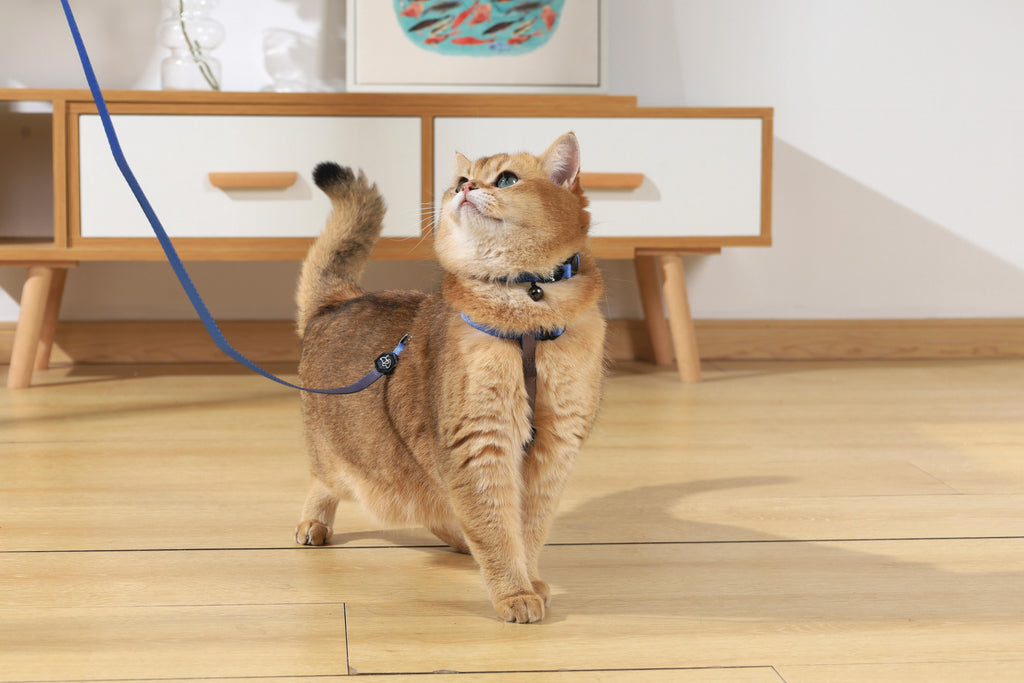 GENTLE CAT Collar Azure Blue