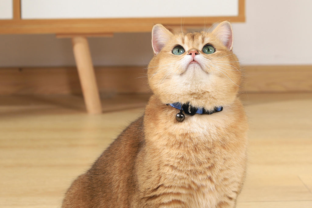 GENTLE CAT Collar Azure Blue