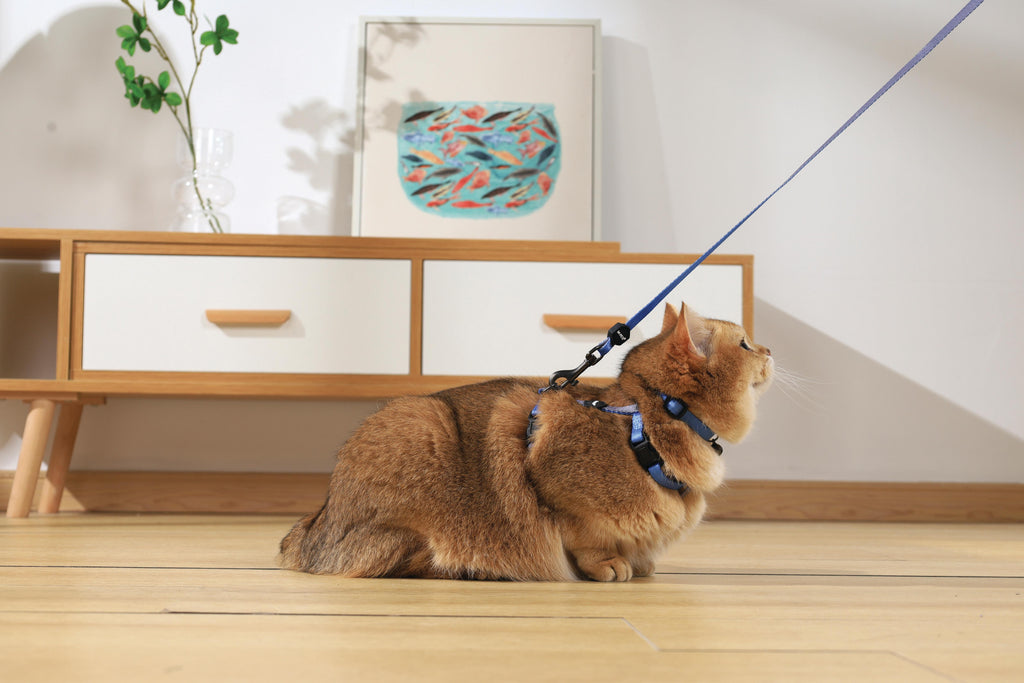 GENTLE CAT Collar Azure Blue