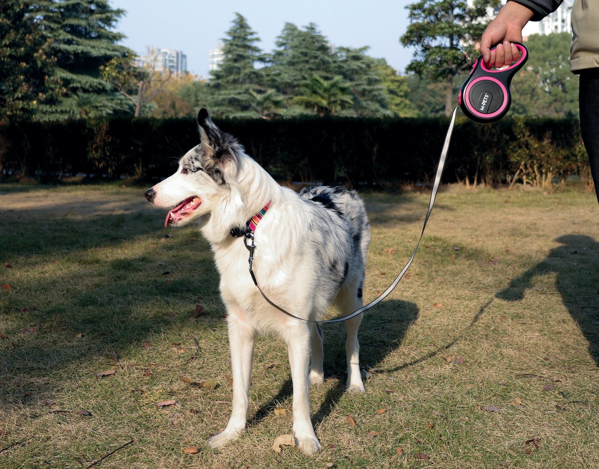 Choosing the right leash for your dog: what to keep in mind when choosing