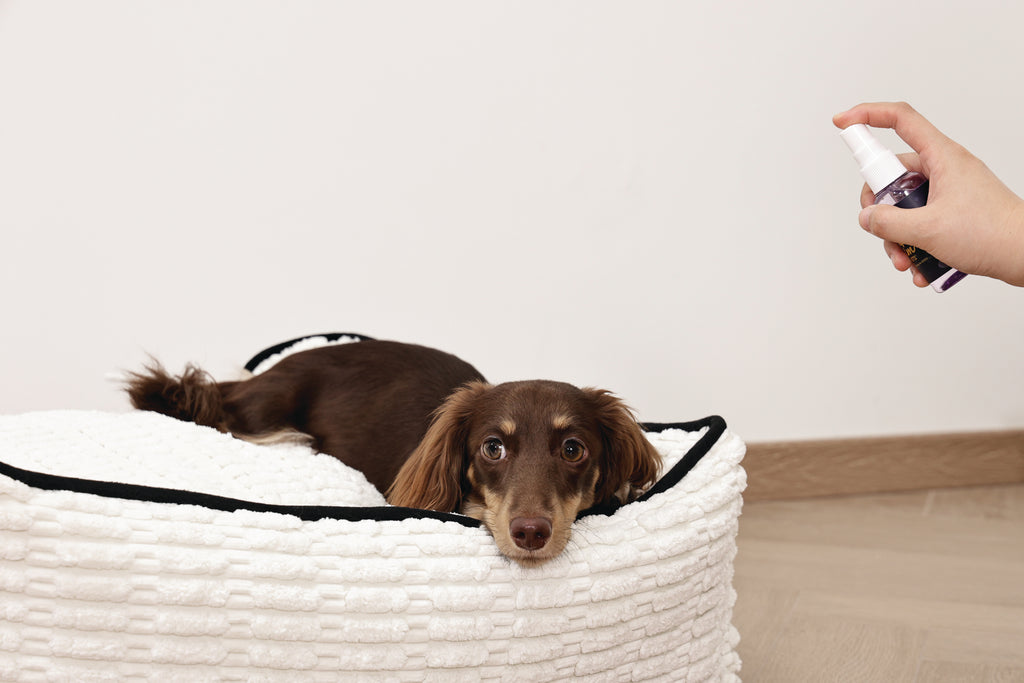 KEEP CALM Calming Pheromone spray for DOGS 60ml