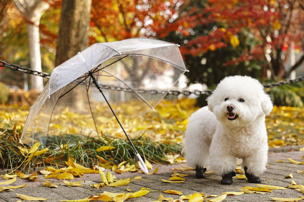 RAINY DAY Dog shoes Black