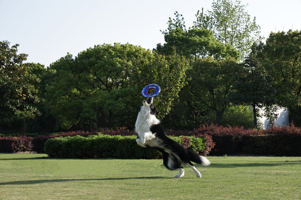 SPRINTPUFF FRSIBEE Toy - Blue/Blue