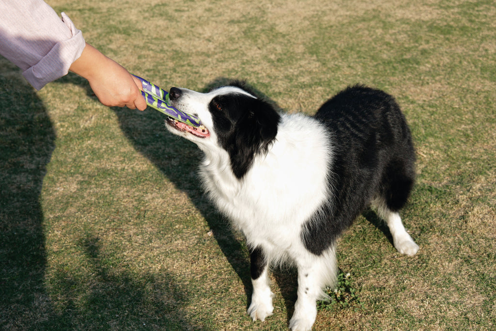 SPRINTPUFF FRSIBEE Toy - Green/Purple