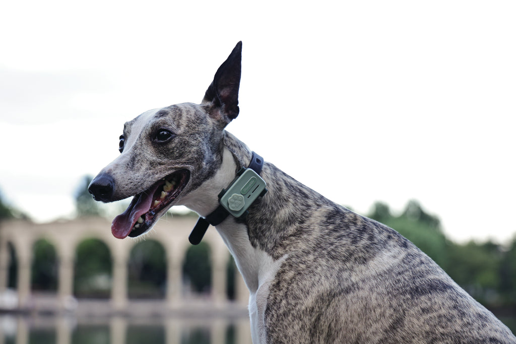 GLocalMe PETPHONE Sage Green - with display