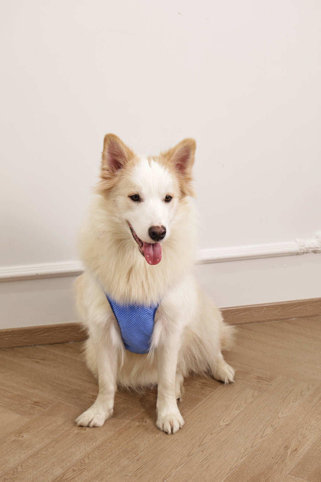 COOLING vest