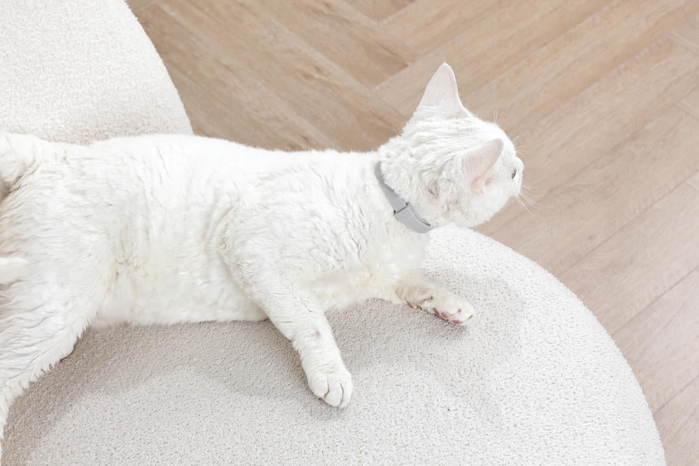 KEEP CALM - Calming pheromone collar for cats 1pc