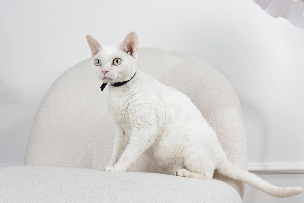 KEEP CALM - Calming pheromone collar set for cats 4 pcs