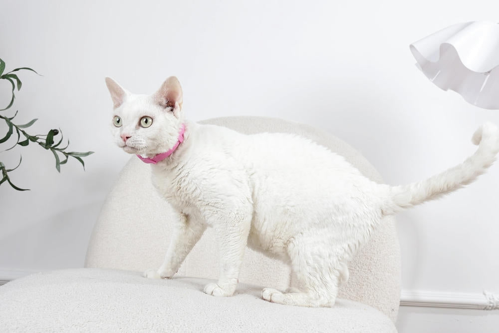 KEEP CALM - Calming pheromone collar set for cats 4 pcs