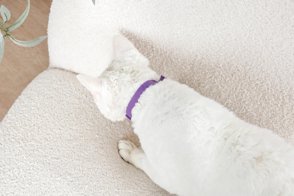 KEEP CALM - Calming pheromone collar set for cats 4 pcs