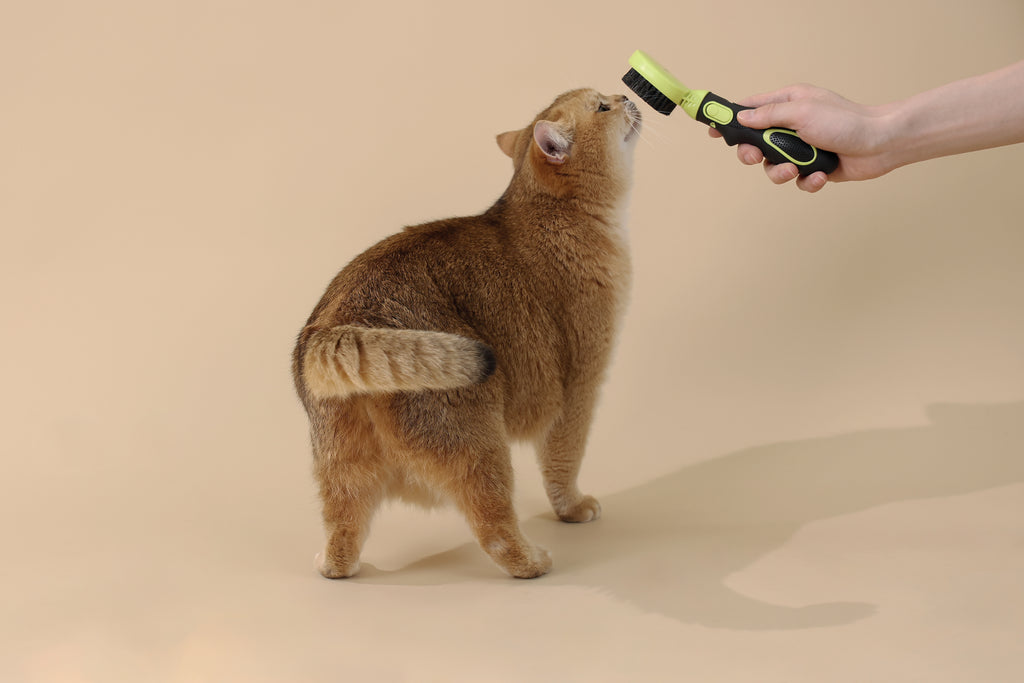 CLICK and GROOM Bristle Brush