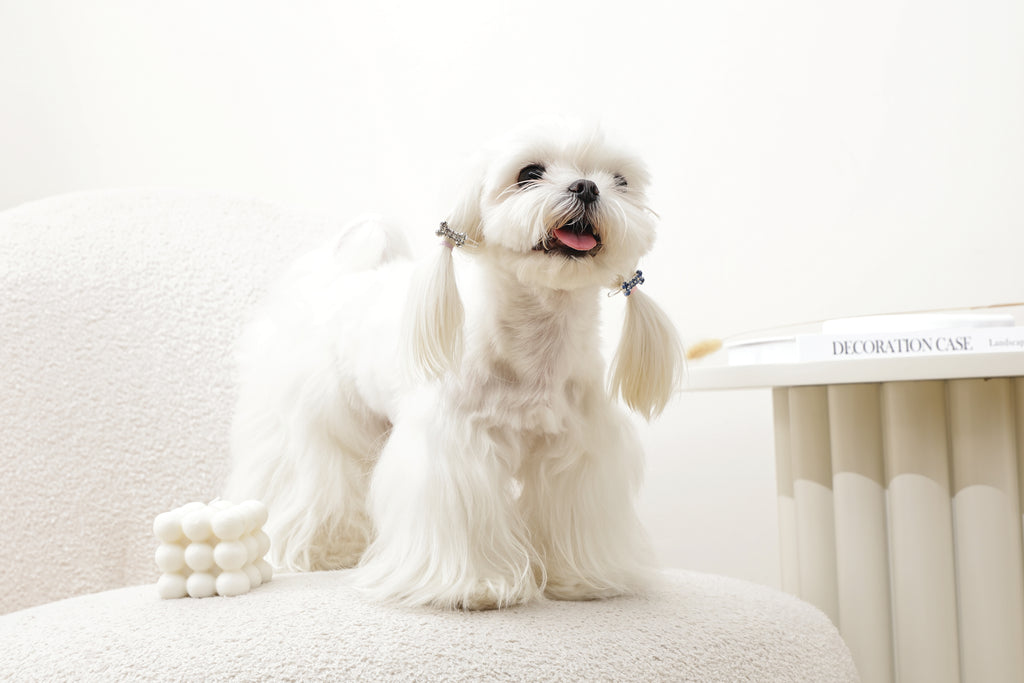 GLAM Hair Accessories for pets bone shape clip - Blue & White
