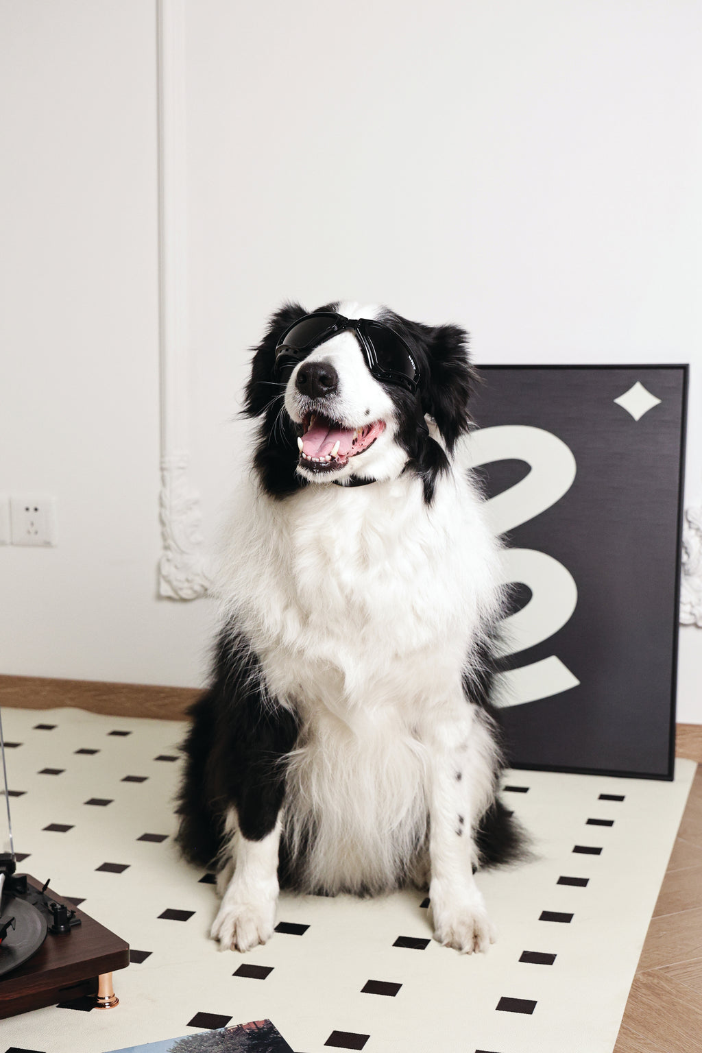 SUNNY Goggles for dogs TRAILBLAZER