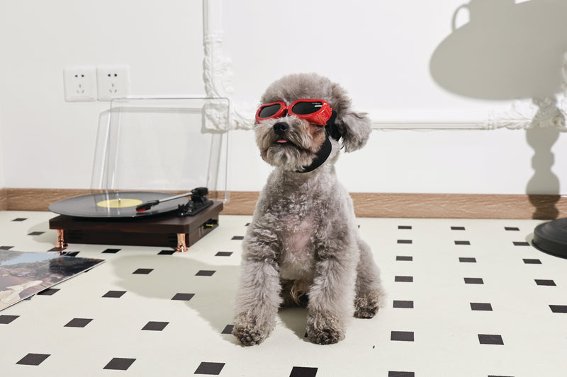 SUNNY Goggles for dogs DAYTRIP