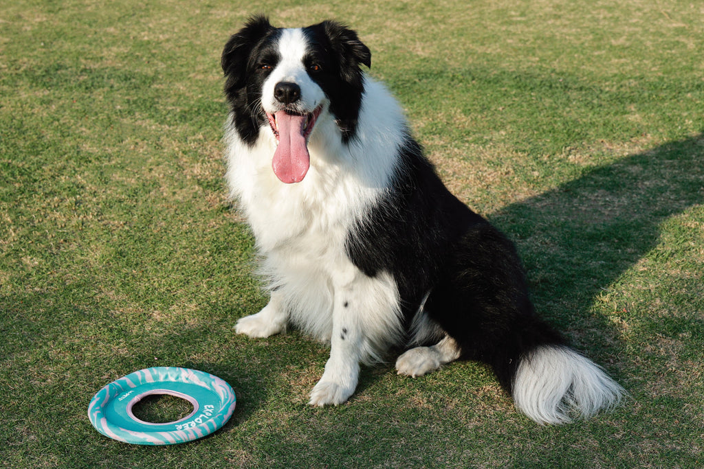 SPRINTPUFF FRSIBEE Toy - Pink/Green