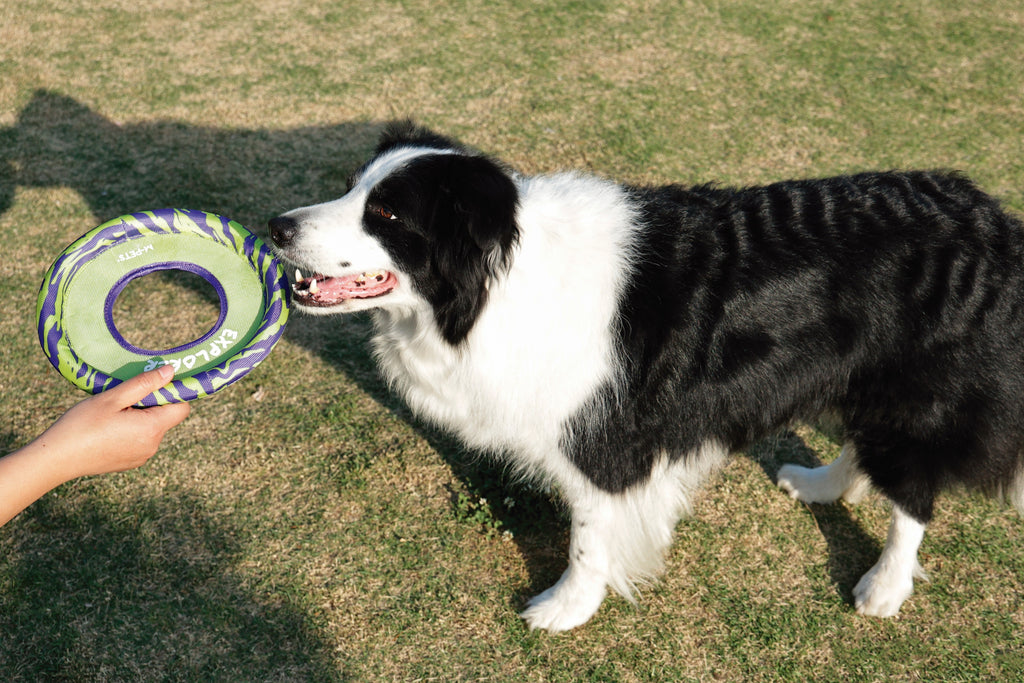 SPRINTPUFF FRSIBEE Toy - Green/Purple