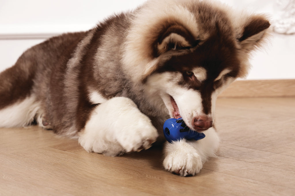 POWER CHEW Dog toy Lapis