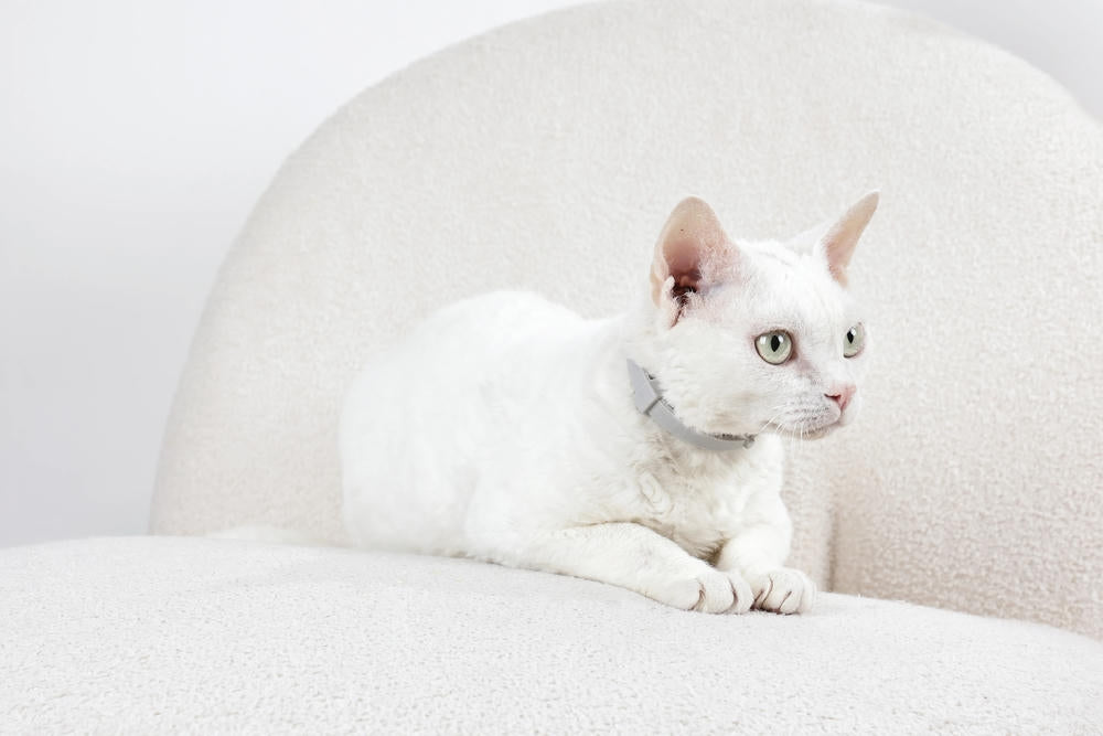 KEEP CALM - Calming pheromone collar for cats 1pc