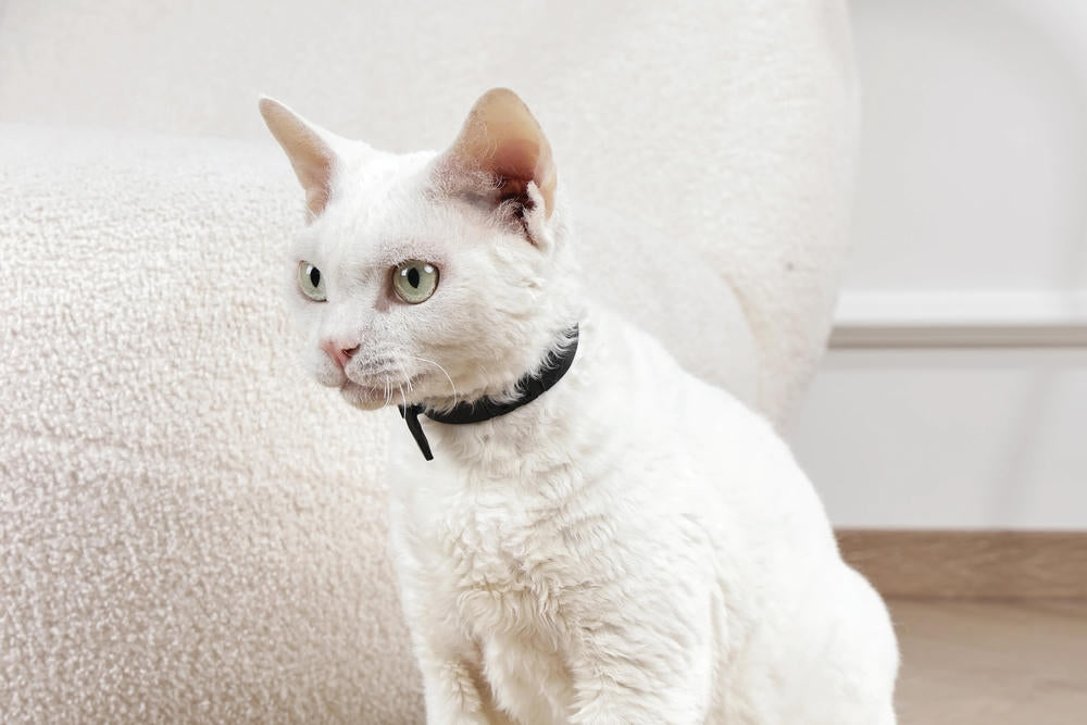 KEEP CALM - Calming pheromone collar set for cats 4 pcs