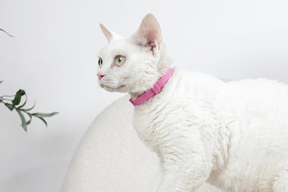 KEEP CALM - Calming pheromone collar set for cats 4 pcs