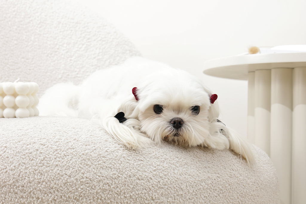 GLAM Hair Accessories for pets heart shape clip - Black & Red